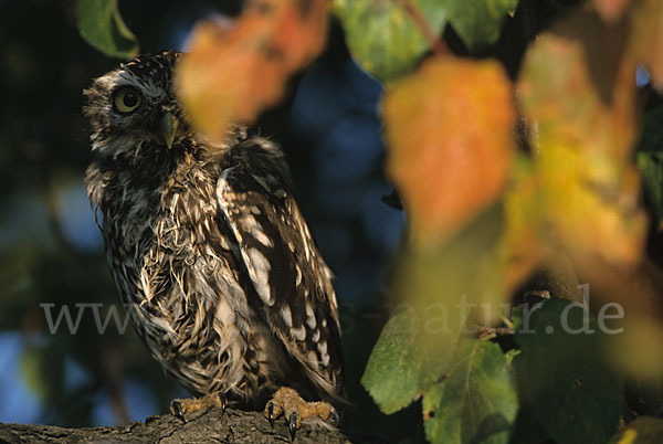 Steinkauz (Athene noctua)