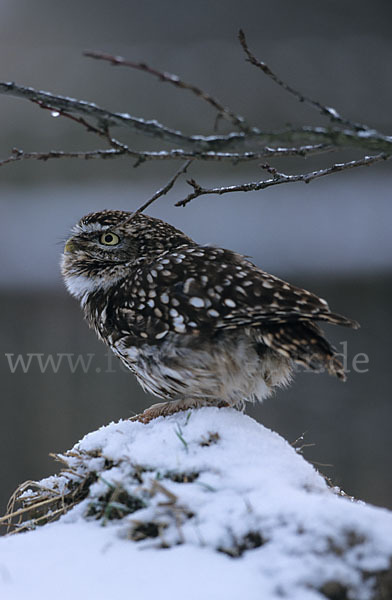 Steinkauz (Athene noctua)