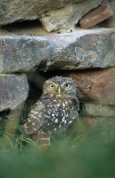 Steinkauz (Athene noctua)