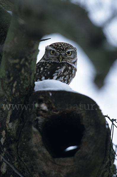 Steinkauz (Athene noctua)