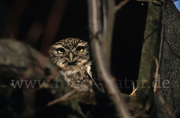 Steinkauz (Athene noctua)