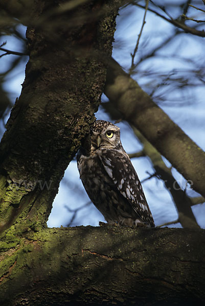 Steinkauz (Athene noctua)