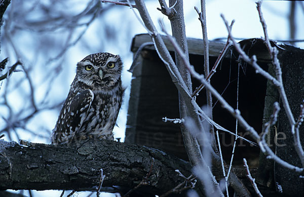 Steinkauz (Athene noctua)