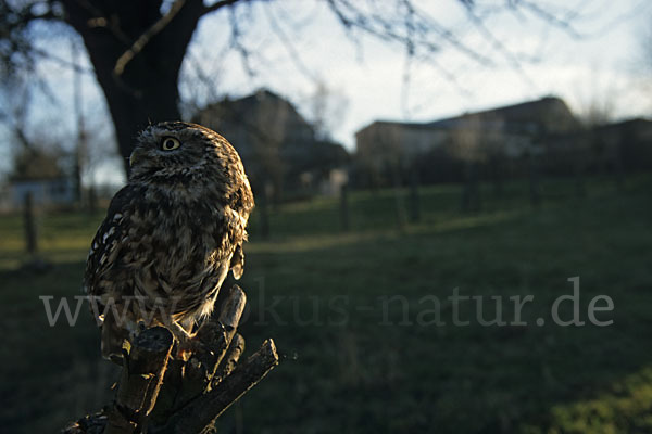 Steinkauz (Athene noctua)