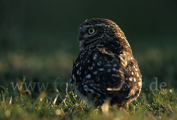 Steinkauz (Athene noctua)