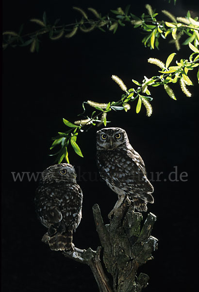 Steinkauz (Athene noctua)