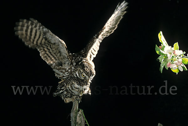 Steinkauz (Athene noctua)