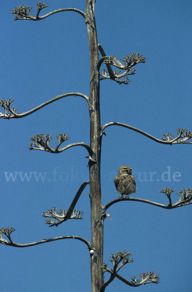 Steinkauz (Athene noctua)