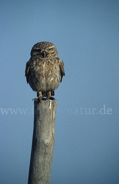 Steinkauz (Athene noctua)