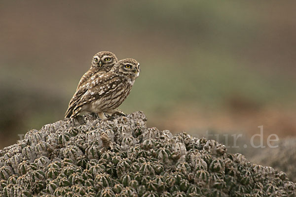 Steinkauz (Athene noctua)