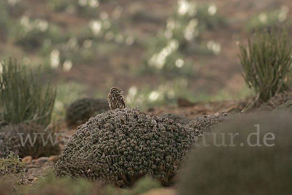 Steinkauz (Athene noctua)