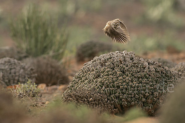 Steinkauz (Athene noctua)