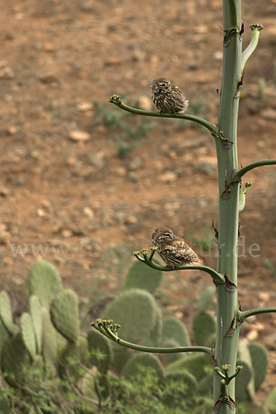 Steinkauz (Athene noctua)