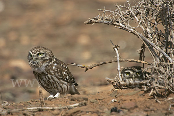 Steinkauz (Athene noctua)