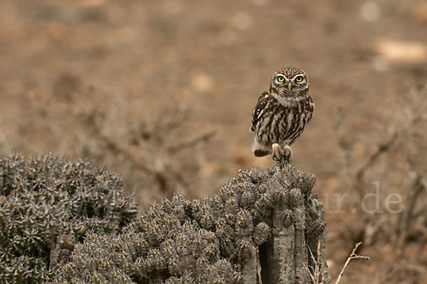 Steinkauz (Athene noctua)