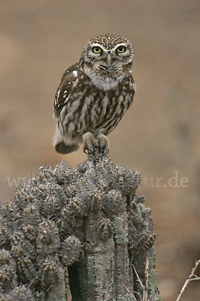 Steinkauz (Athene noctua)