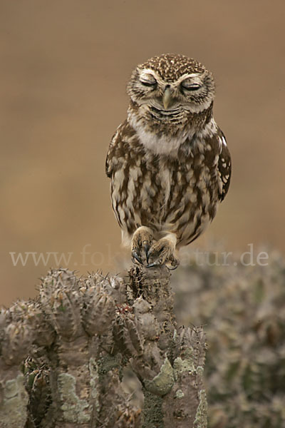 Steinkauz (Athene noctua)