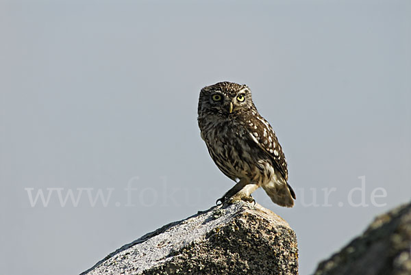 Steinkauz (Athene noctua)