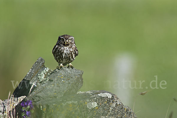 Steinkauz (Athene noctua)