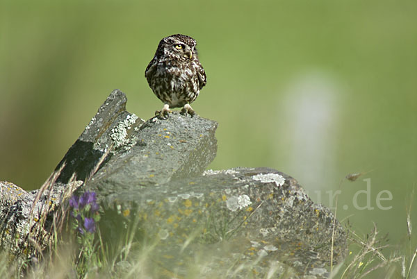 Steinkauz (Athene noctua)