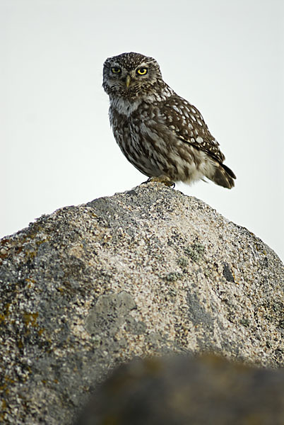 Steinkauz (Athene noctua)