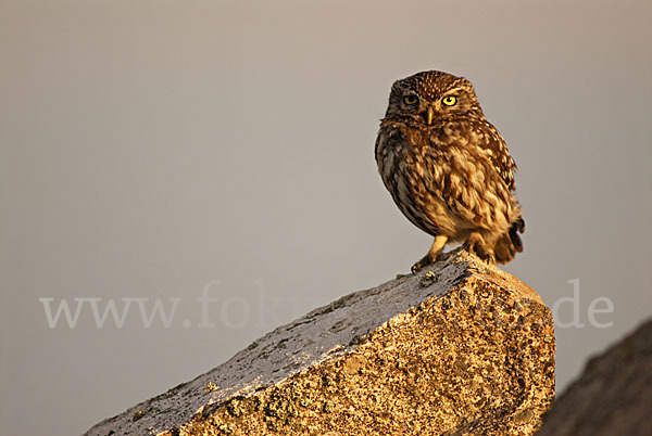 Steinkauz (Athene noctua)