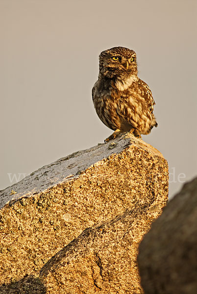 Steinkauz (Athene noctua)