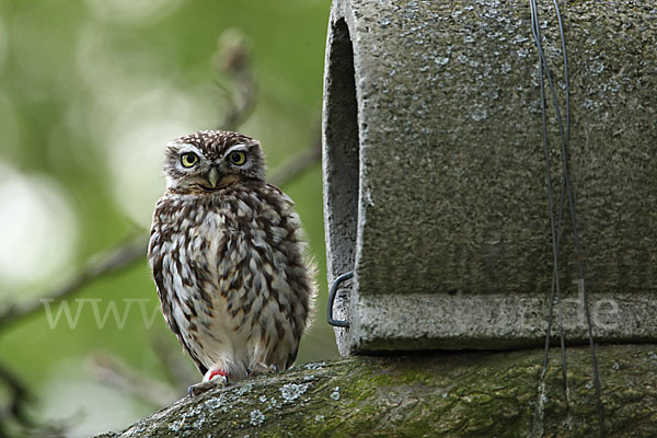 Steinkauz (Athene noctua)