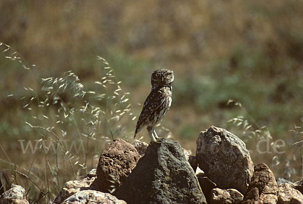 Steinkauz (Athene noctua)