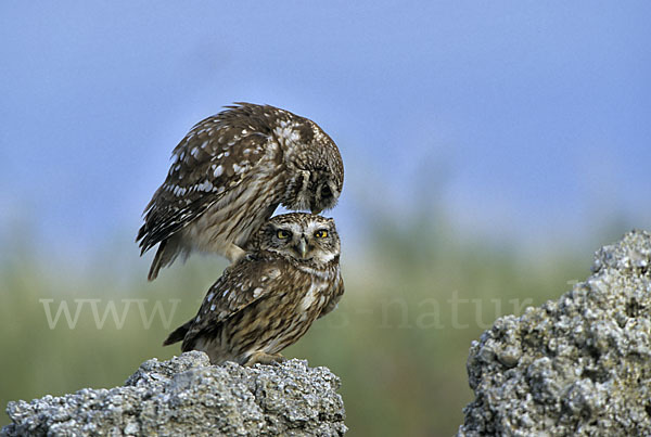 Steinkauz (Athene noctua)