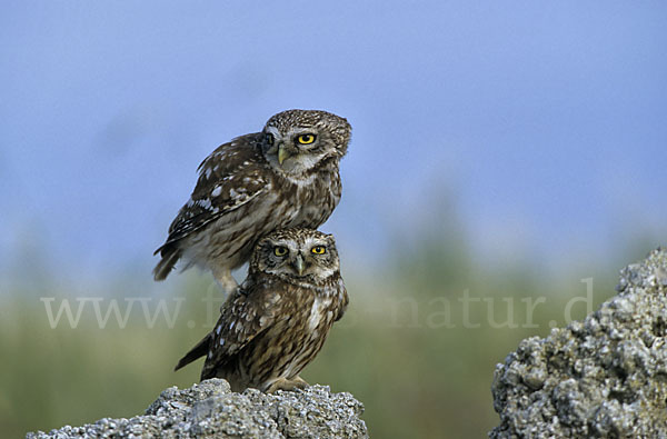 Steinkauz (Athene noctua)