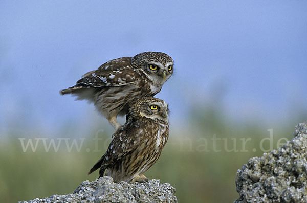 Steinkauz (Athene noctua)