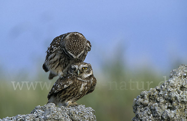 Steinkauz (Athene noctua)