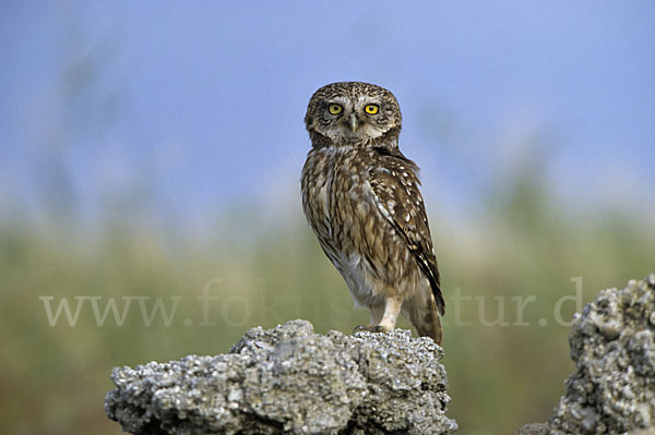 Steinkauz (Athene noctua)