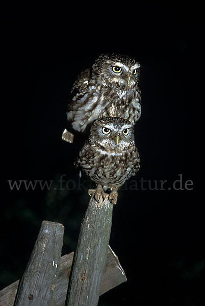 Steinkauz (Athene noctua)