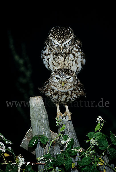 Steinkauz (Athene noctua)