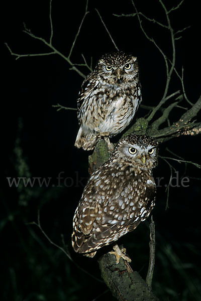 Steinkauz (Athene noctua)