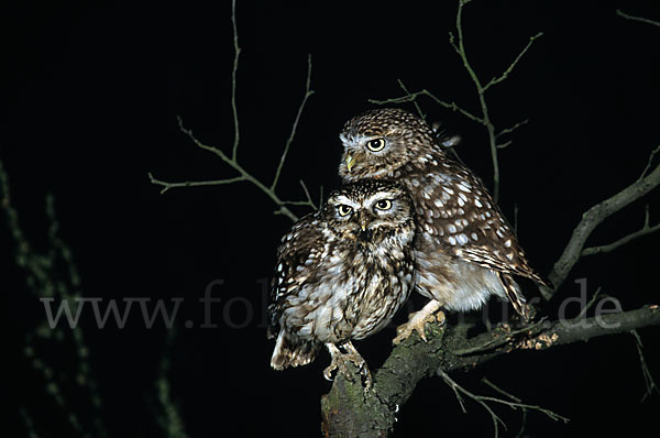 Steinkauz (Athene noctua)