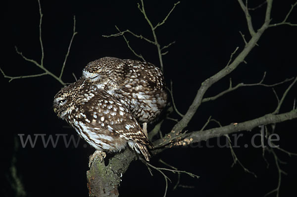 Steinkauz (Athene noctua)