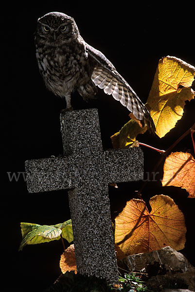 Steinkauz (Athene noctua)