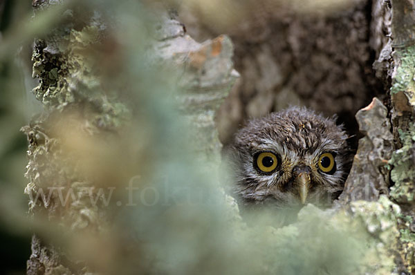 Steinkauz (Athene noctua)