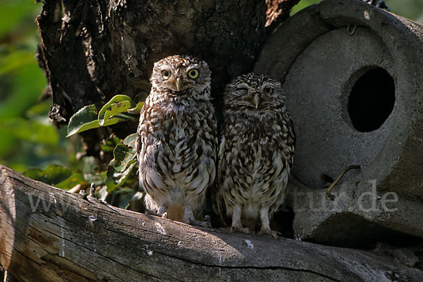 Steinkauz (Athene noctua)