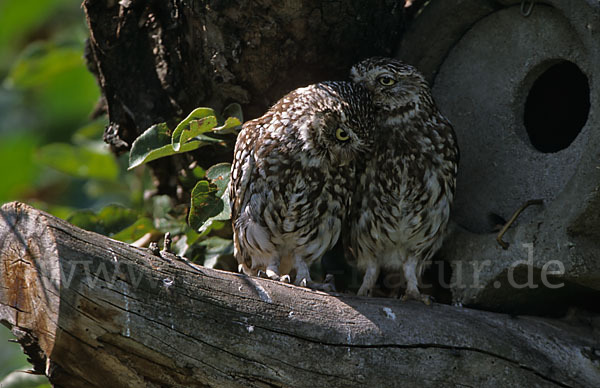 Steinkauz (Athene noctua)