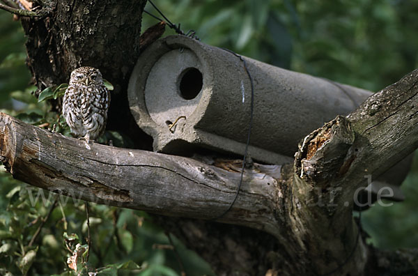 Steinkauz (Athene noctua)