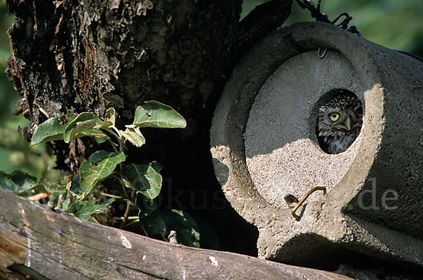 Steinkauz (Athene noctua)