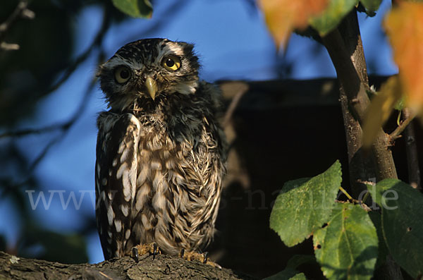 Steinkauz (Athene noctua)