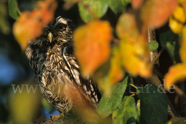 Steinkauz (Athene noctua)