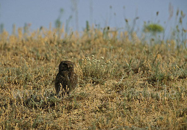 Steinkauz (Athene noctua)