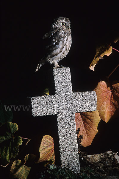 Steinkauz (Athene noctua)