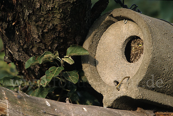 Steinkauz (Athene noctua)